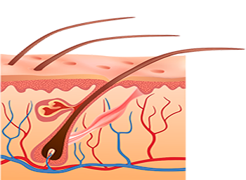 Low-level Laser Light Therapy works by two different mechanisms. First, it increases blood flow to the scalp